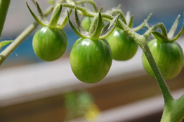 テラスにてミニトマト栽培