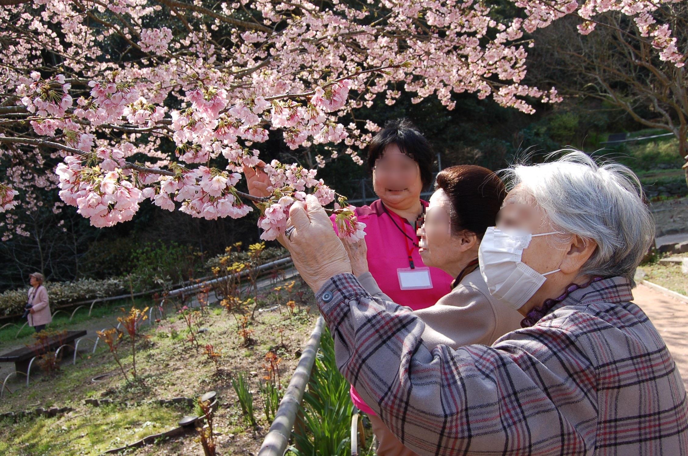 白野江植物園　桜見学