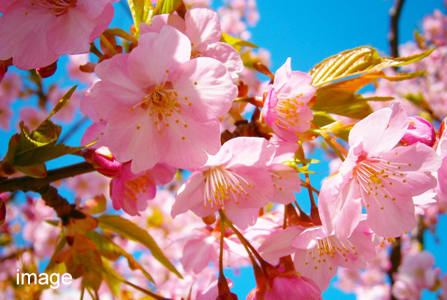 桜の開花イメージ写真